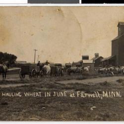Hauling Wheat in June at Farwell, Minn.
