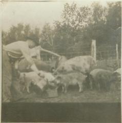 Unidentified man with pigs