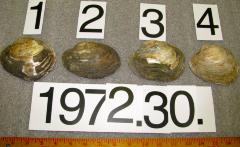 Shell