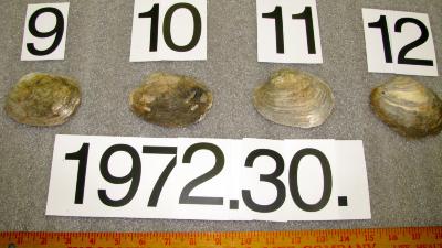 Shell