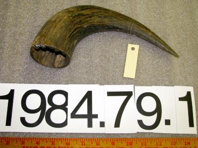 Horn, Buffalo