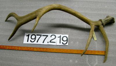 Antler, Elk