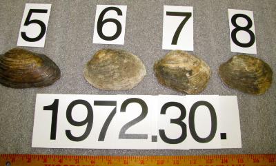 Shell