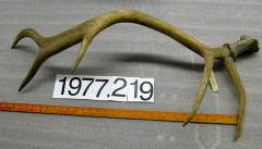 Antler, Elk