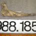 Jaw bone