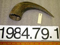 Horn, Buffalo