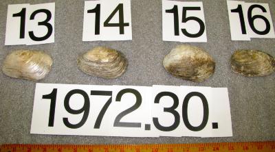 Shell