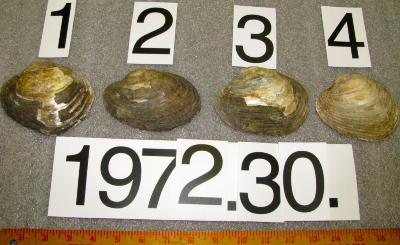 Shell