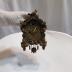 Cuckoo Clock, Novelty