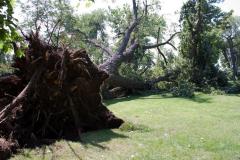 Cottonwoon tree fallen at Matoska Park