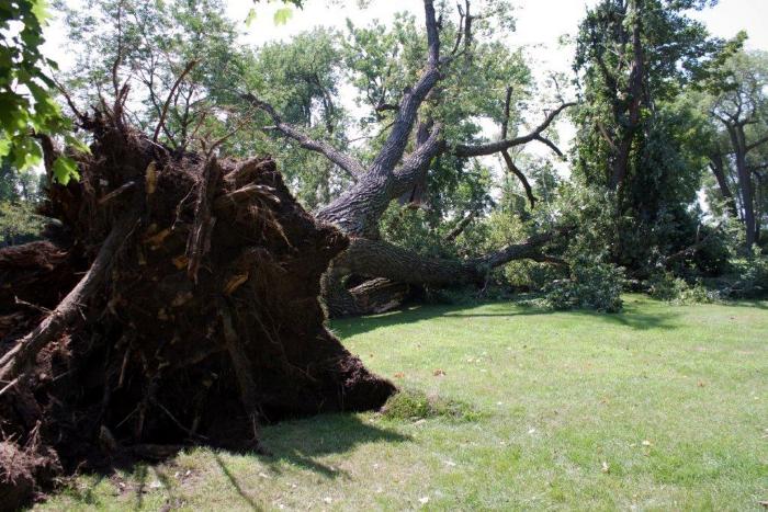 Cottonwoon tree fallen at Matoska Park