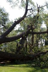 Cottonwood tree fallen at Matoska Park