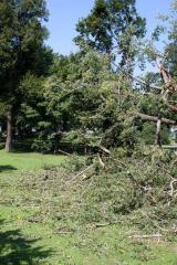 Cottonwoon tree fallen at Matoska Park