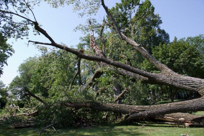 Cottonwoon tree fallen at Matoska Park