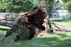 Cottonwoon tree fallen at Matoska Park