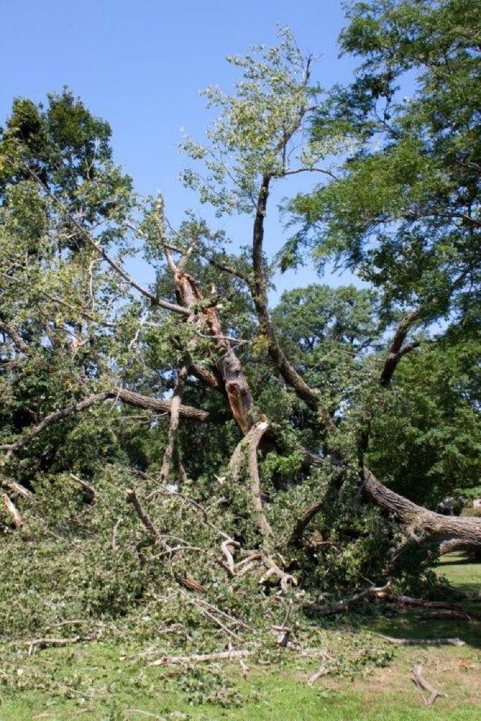 Cottonwood tree fallen at Matoska Park