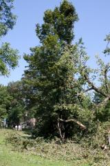 Cottonwoon tree fallen at Matoska Park