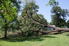 Cottonwood tree fallen at Matoska Park