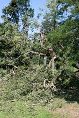 Cottonwood tree fallen at Matoska Park