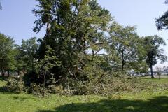 Cottonwoon tree fallen at Matoska Park