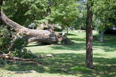 Cottonwood tree fallen at Matoska Park