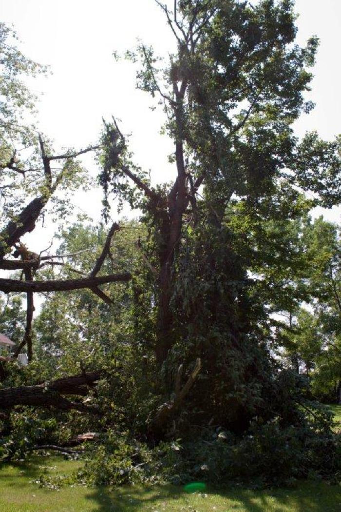 Cottonwood tree fallen at Matoska Park