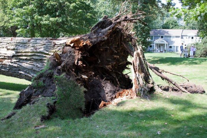 Cottonwoon tree fallen at Matoska Park