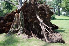 Cottonwoon tree fallen at Matoska Park