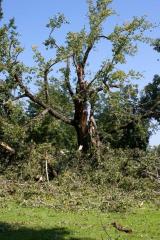 Cottonwood tree fallen at Matoska Park