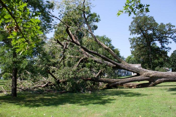 Cottonwood tree fallen at Matoska Park