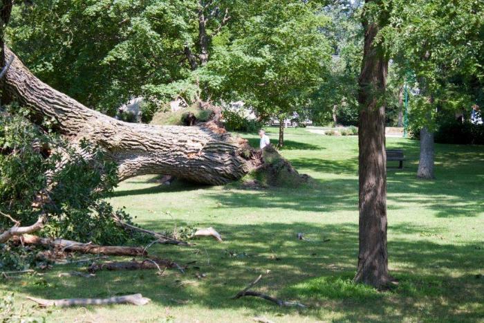 Cottonwood tree fallen at Matoska Park