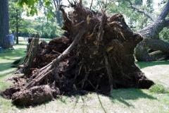 Cottonwood tree fallen at Matoska Park