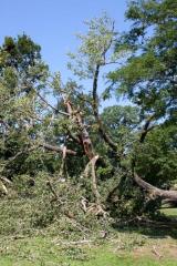 Cottonwood tree fallen at Matoska Park