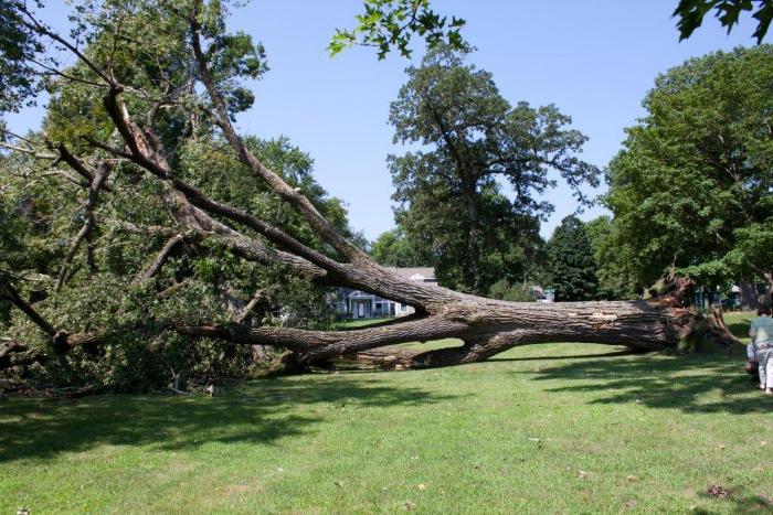 Cottonwoon tree fallen at Matoska Park