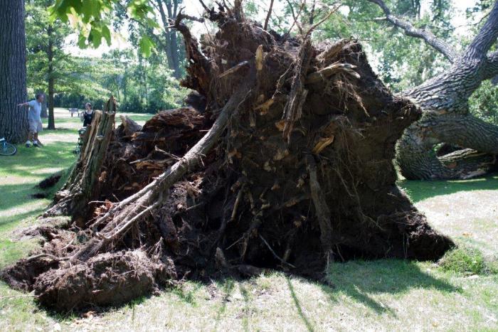Cottonwood tree fallen at Matoska Park