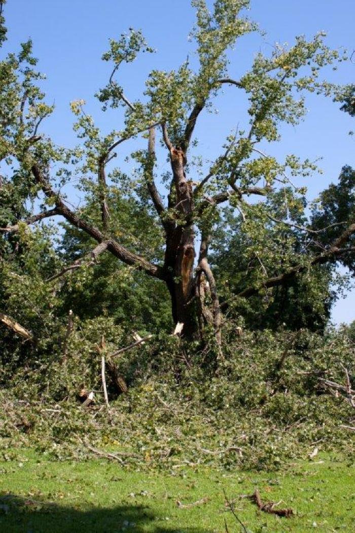 Cottonwood tree fallen at Matoska Park