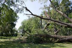 Cottonwood tree fallen at Matoska Park