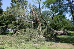 Cottonwoon tree fallen at Matoska Park