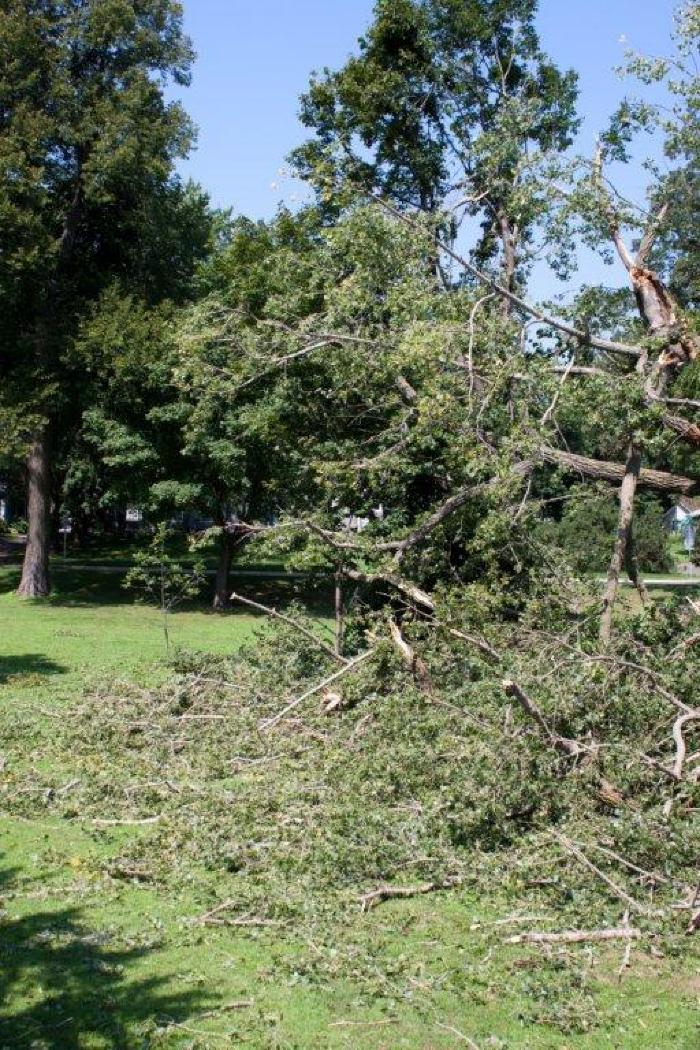 Cottonwoon tree fallen at Matoska Park