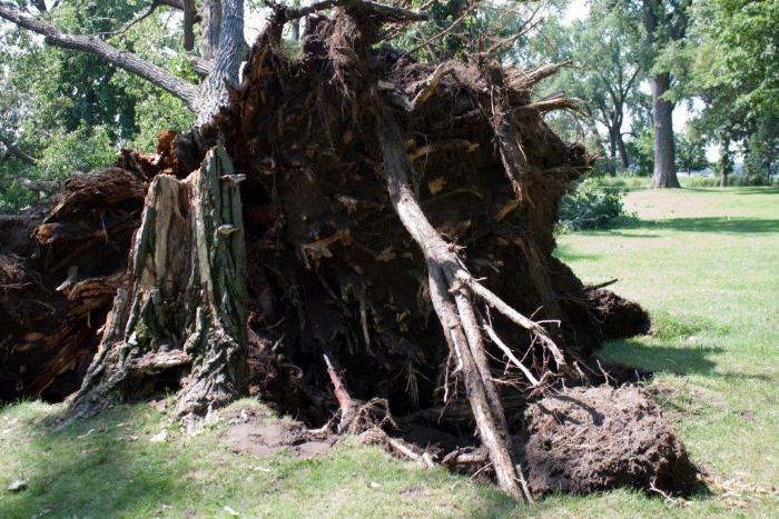 Cottonwoon tree fallen at Matoska Park