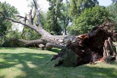 Cottonwoon tree fallen at Matoska Park