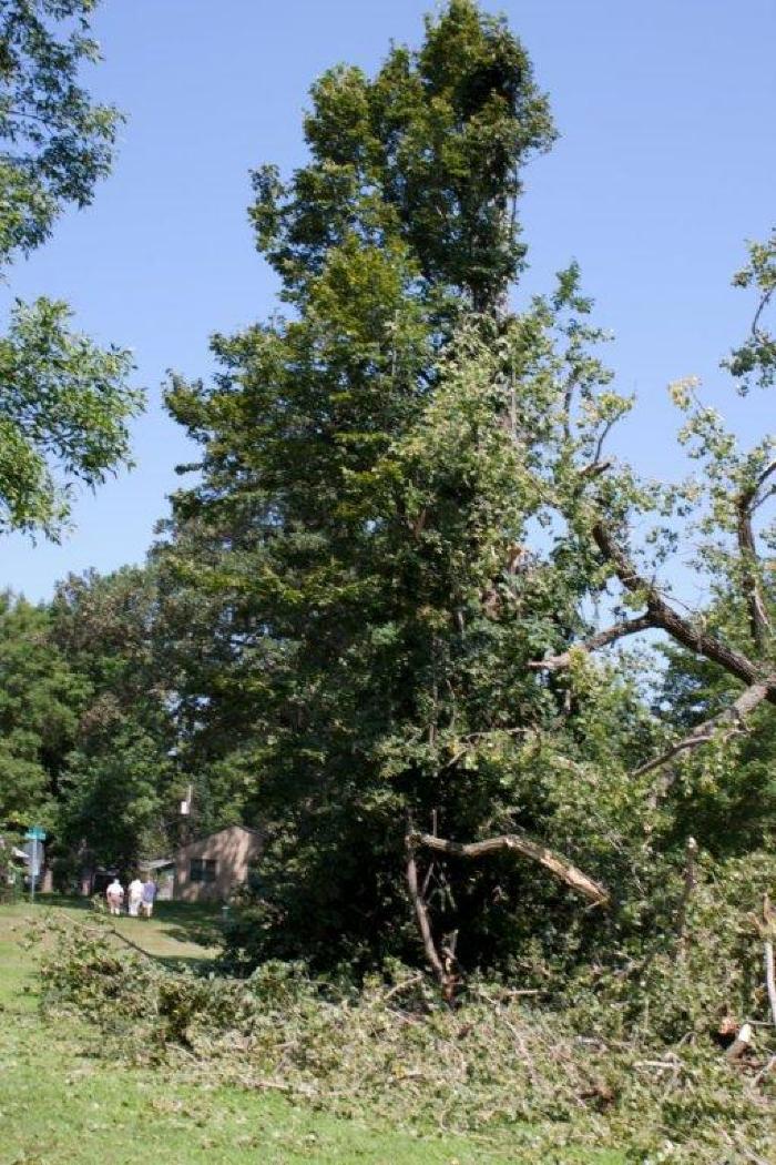 Cottonwoon tree fallen at Matoska Park