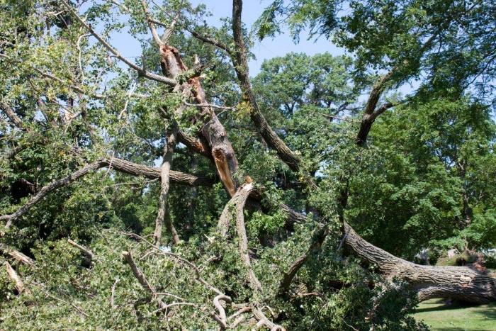 Cottonwoon tree fallen at Matoska Park