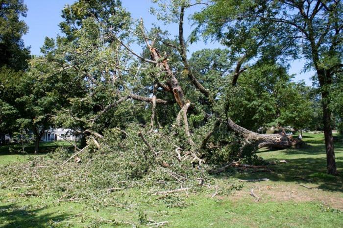 Cottonwoon tree fallen at Matoska Park