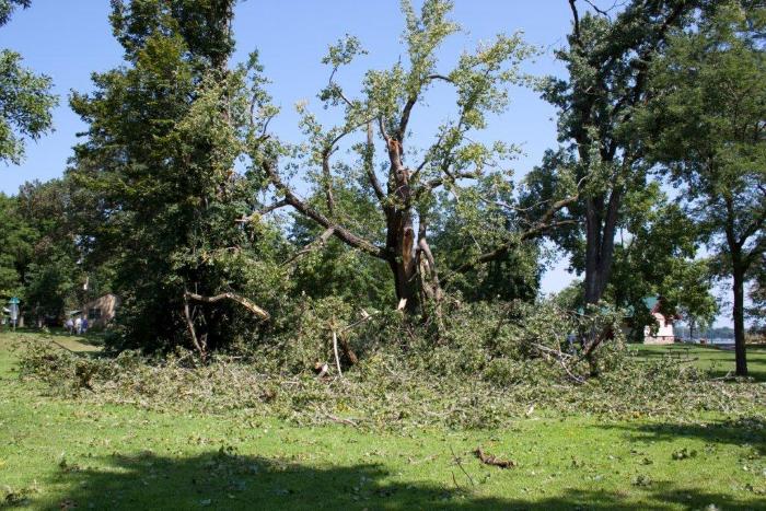 Cottonwoon tree fallen at Matoska Park