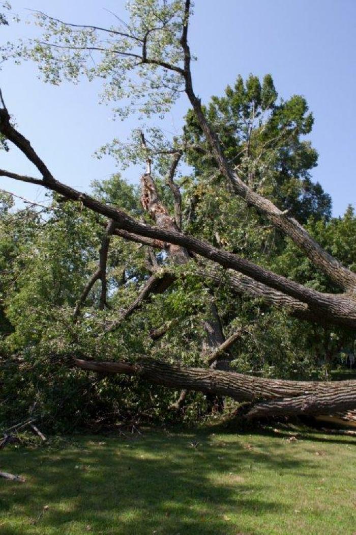 Cottonwood tree fallen at Matoska Park