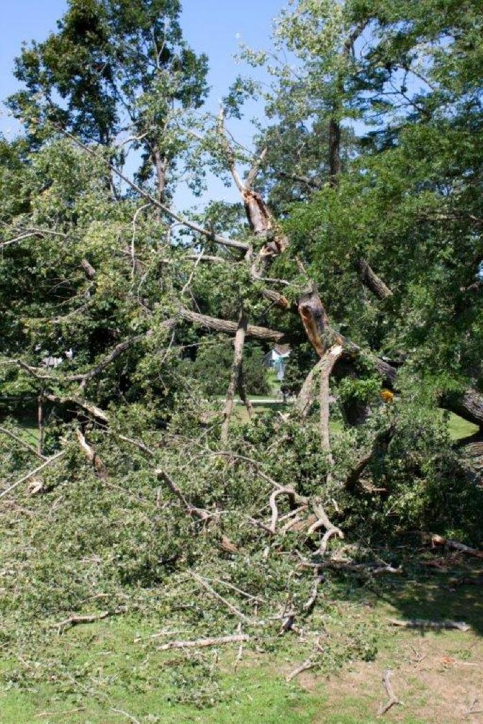 Cottonwood tree fallen at Matoska Park