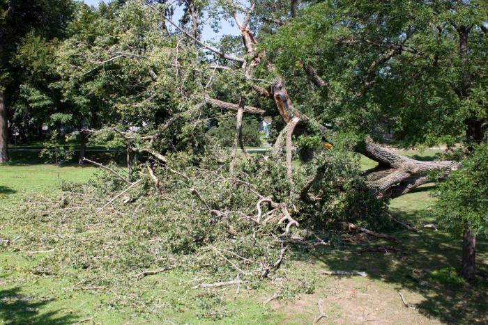 Cottonwoon tree fallen at Matoska Park