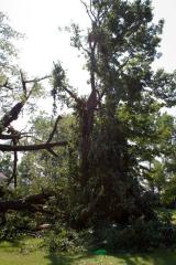 Cottonwood tree fallen at Matoska Park