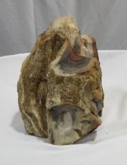 Petrified Wood